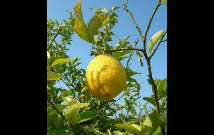 Location de vacances - Appartement à Torrevieja - Citronniers