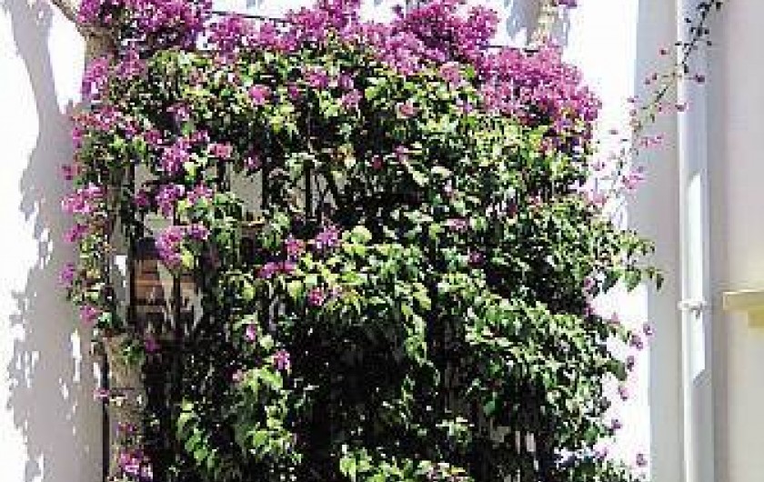 Location de vacances - Appartement à Torrevieja - Bougainvilliers