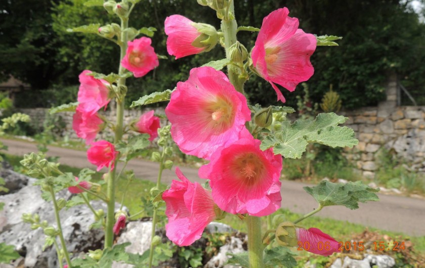 Location de vacances - Chambre d'hôtes à Grimault - Roses trémières du jardin