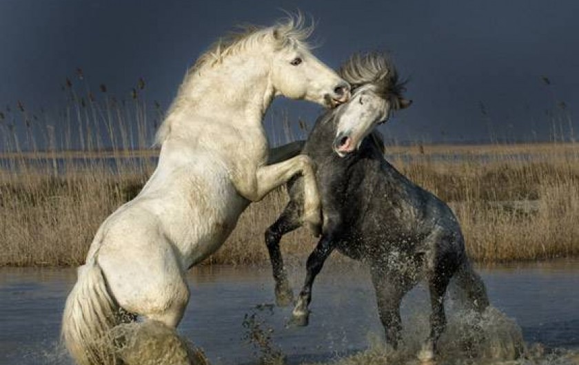 Location de vacances - Appartement à Saint-Gilles - CHEVAUX