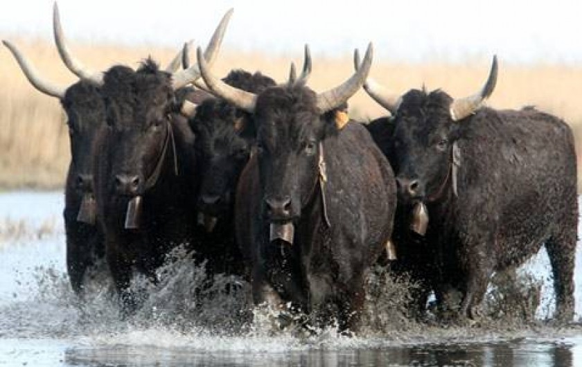 Location de vacances - Appartement à Saint-Gilles - TAUREAUX