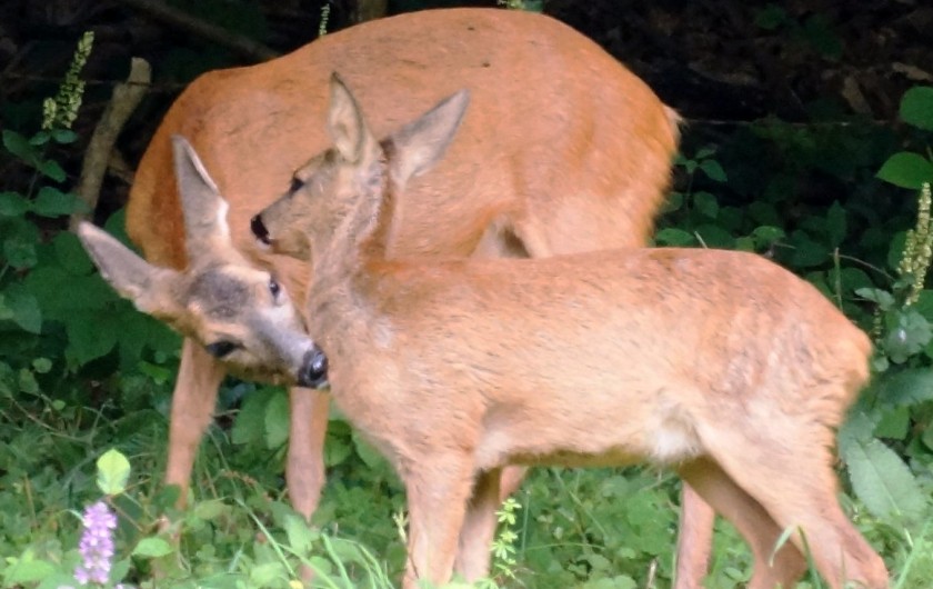 Location de vacances - Gîte à Hohrod - chevreuil