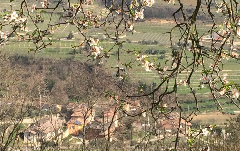 Location de vacances - Maison - Villa à Marano di Valpolicella - Vue  en contrebas à travers l'amandier
