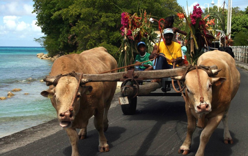 Location de vacances - Villa à Grand-Bourg - 1 attelage à boeufs (côté folklore)