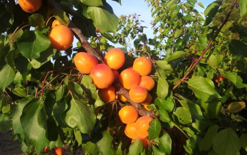 Location de vacances - Appartement à Le Barroux - Abricots