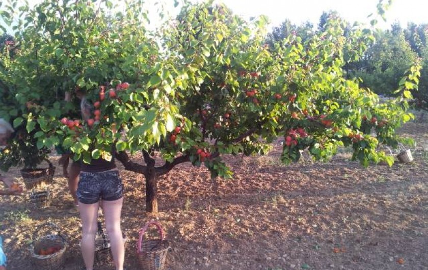 Location de vacances - Appartement à Le Barroux - Cueillette