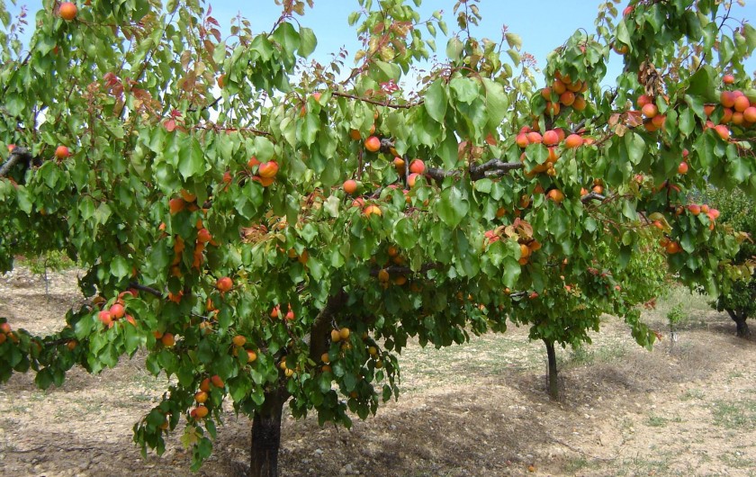 Location de vacances - Appartement à Le Barroux - Verger