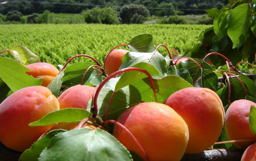 Location de vacances - Appartement à Le Barroux - Vignes et abricots