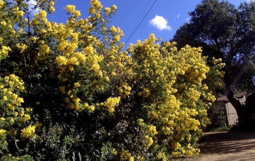 Location de vacances - Appartement à Porto-Vecchio - JARDIN