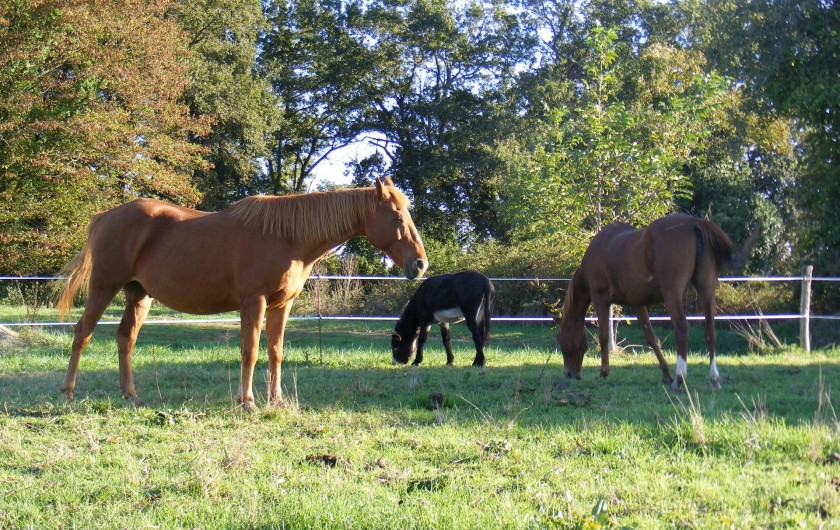 Location de vacances - Chambre d'hôtes à Miramont-Sensacq