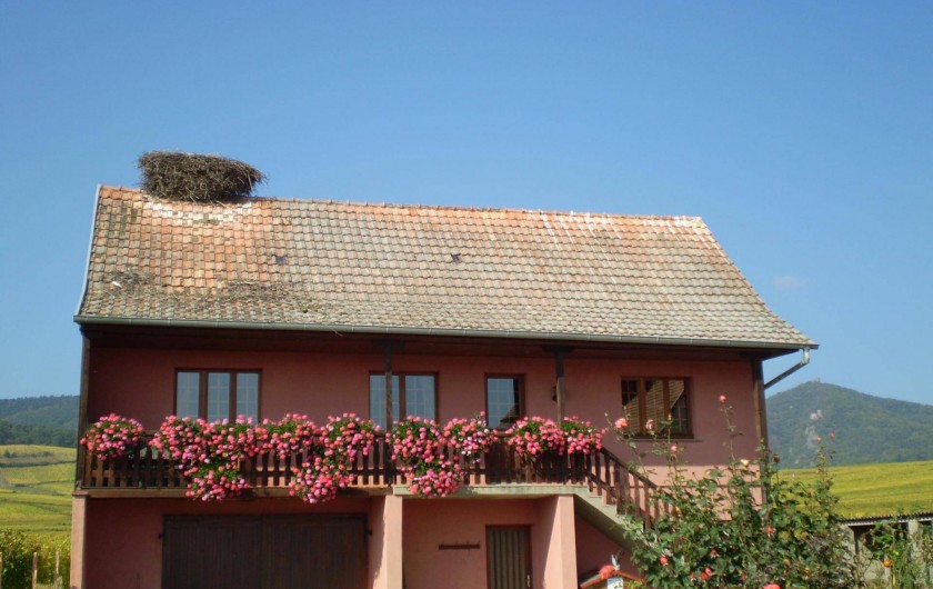 Location de vacances - Gîte à Hunawihr