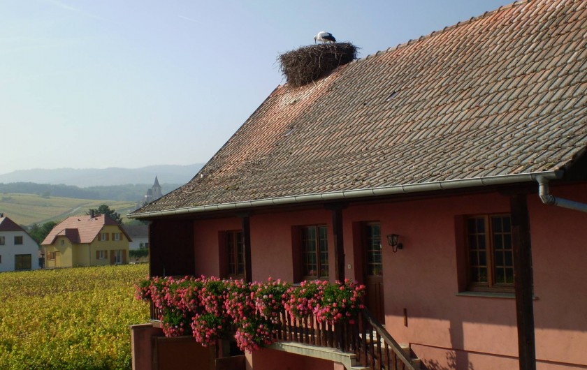 Location de vacances - Gîte à Hunawihr