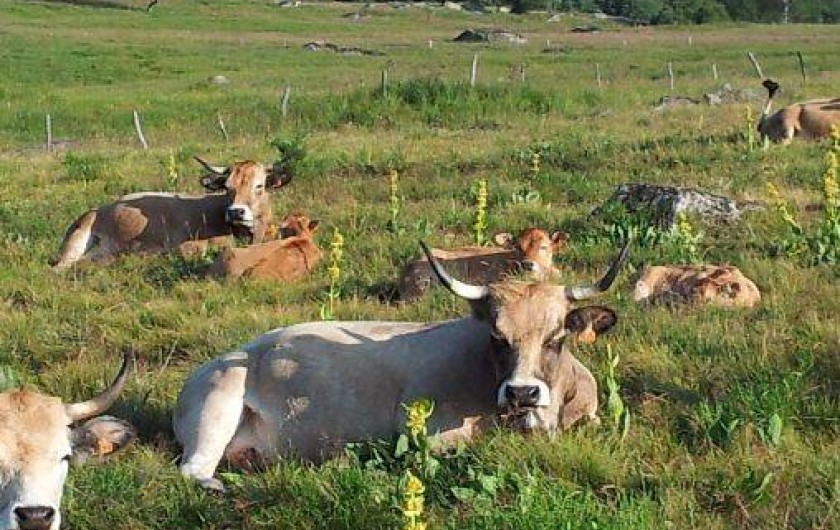 Location de vacances - Appartement à Tanavelle