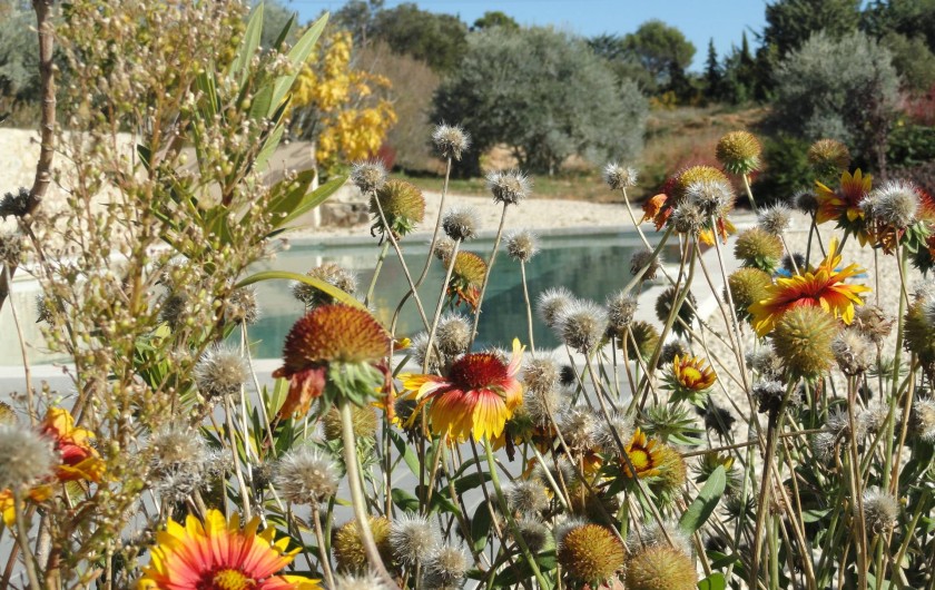Location de vacances - Gîte à Cucuron - La piscine