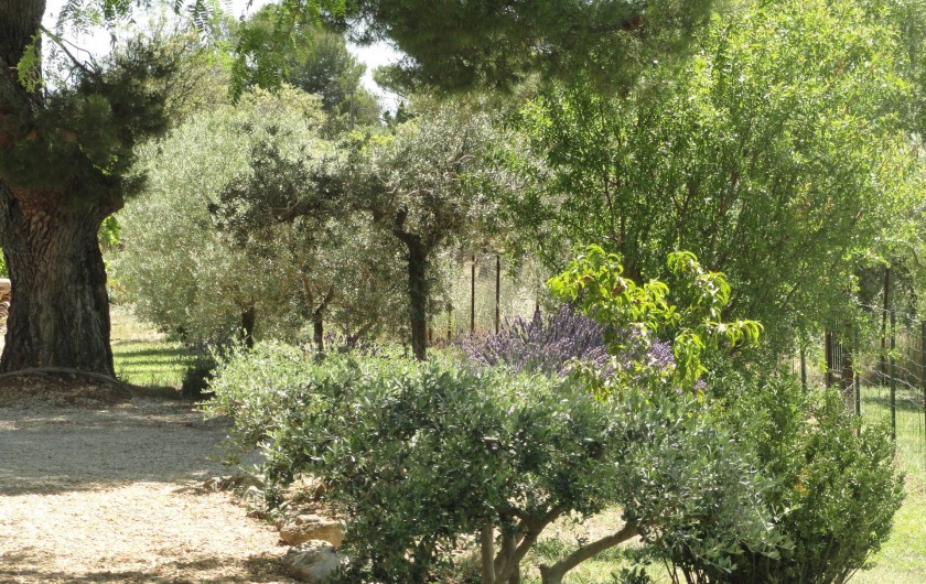 Location de vacances - Gîte à Cucuron - L'extérieur