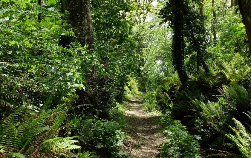 Location de vacances - Chalet à Plouër-sur-Rance - Le chemin jouxtant la propriété et qui descend a la mer en 3 mns