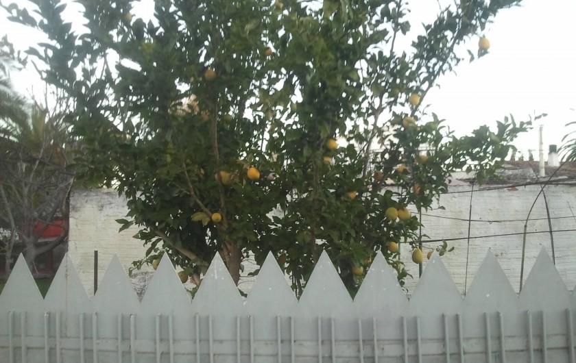 Location de vacances - Appartement à Empuriabrava - en face de l appartement  un citronier