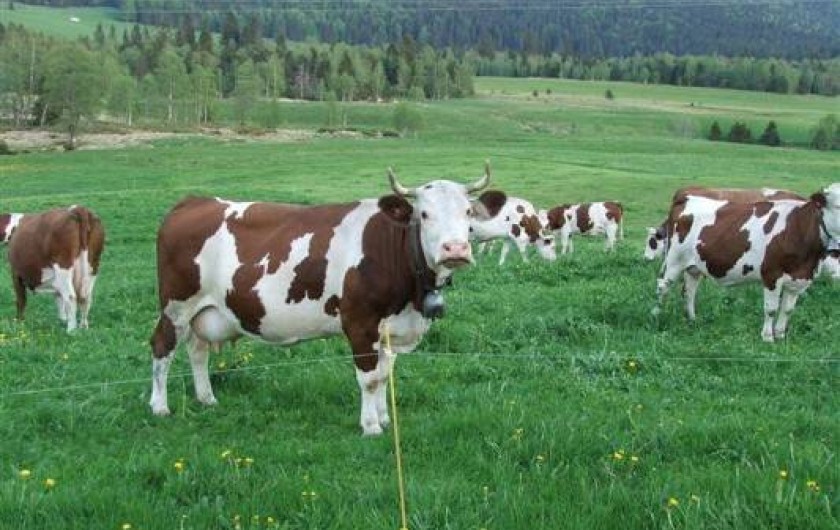 Location de vacances - Gîte à Chapelle-des-Bois