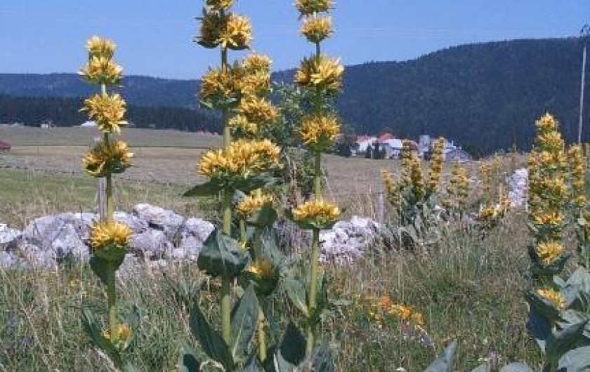 Location de vacances - Gîte à Chapelle-des-Bois
