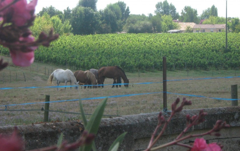 Location de vacances - Chambre d'hôtes à Cubnezais