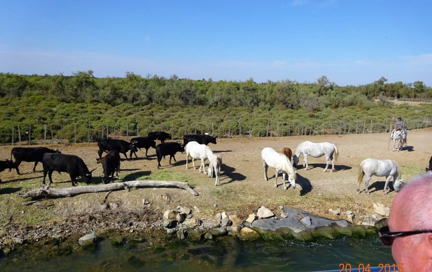 Location de vacances - Appartement à Lunel - la camargue, possibilité de faire du cheval
