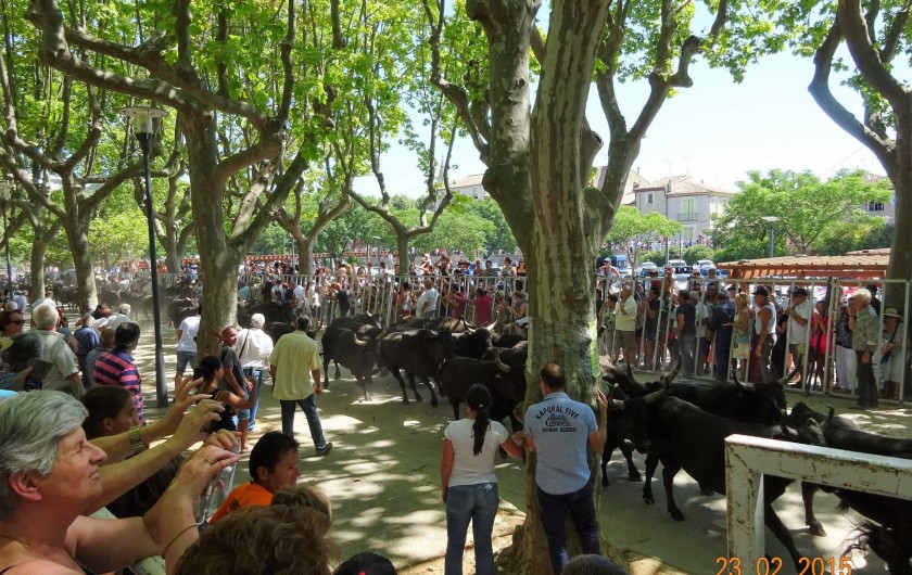 Location de vacances - Appartement à Lunel - fêtes camarguaises (abrivados)