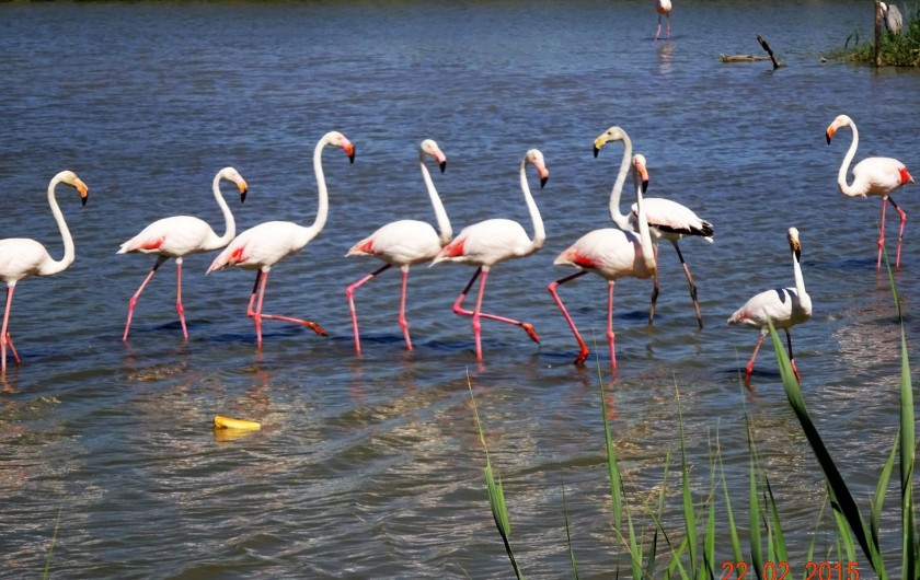 Location de vacances - Appartement à Lunel - la camargue, Ste Marie de la Mer, les salins du midi