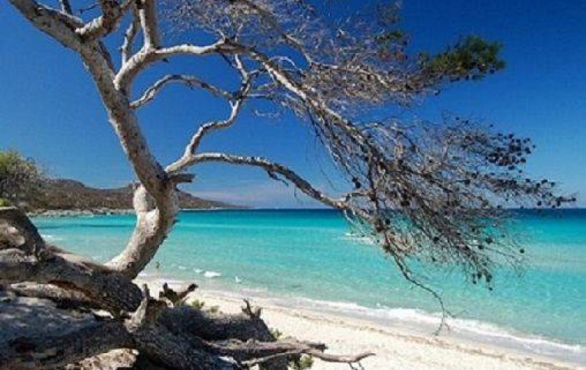 Location de vacances - Maison - Villa à Calvi - Plage