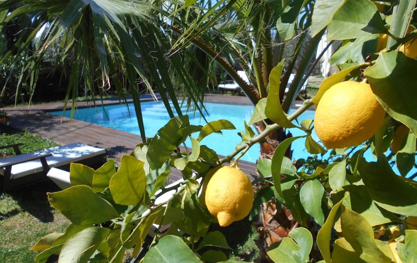 Location de vacances - Maison - Villa à Calvi - Citronnier