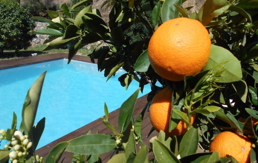 Location de vacances - Maison - Villa à Calvi