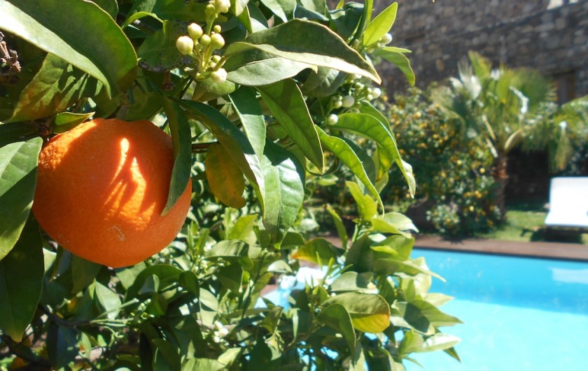 Location de vacances - Maison - Villa à Calvi