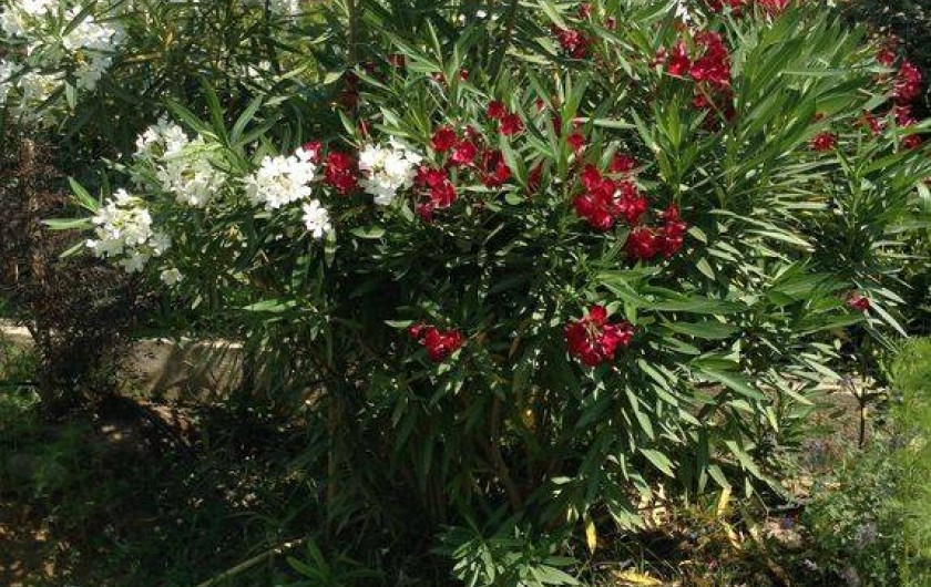 Location de vacances - Villa à Maubec