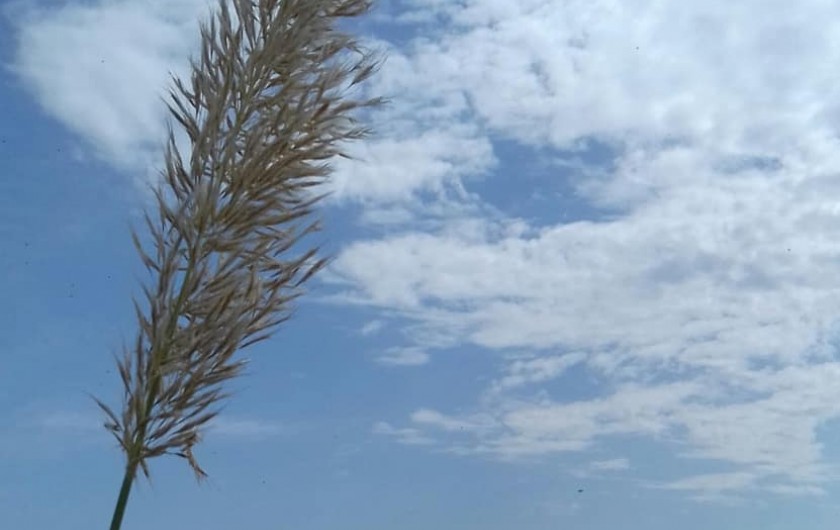 Location de vacances - Hôtel - Auberge à Argelès-sur-Mer