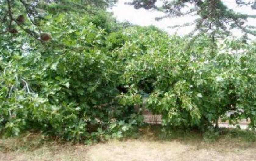 Location de vacances - Villa à Macinaggio