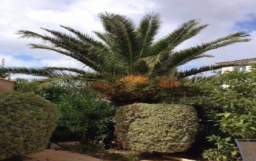 Location de vacances - Mas à Le Lavandou