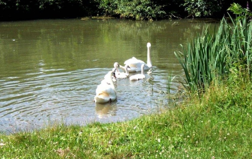 Location de vacances - Chambre d'hôtes à Bouillé-Courdault