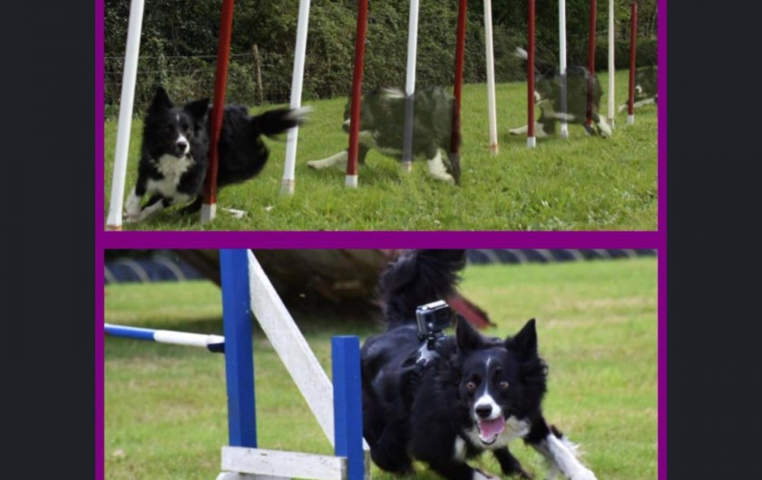 Location de vacances - Maison - Villa à Nivillac - Haiyla sur le cours d'agilité