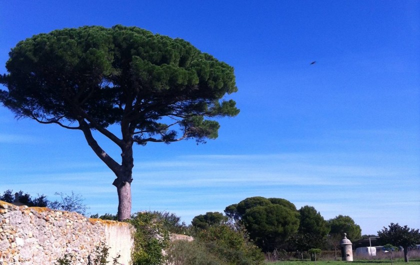 Location de vacances - Mas à Vendres