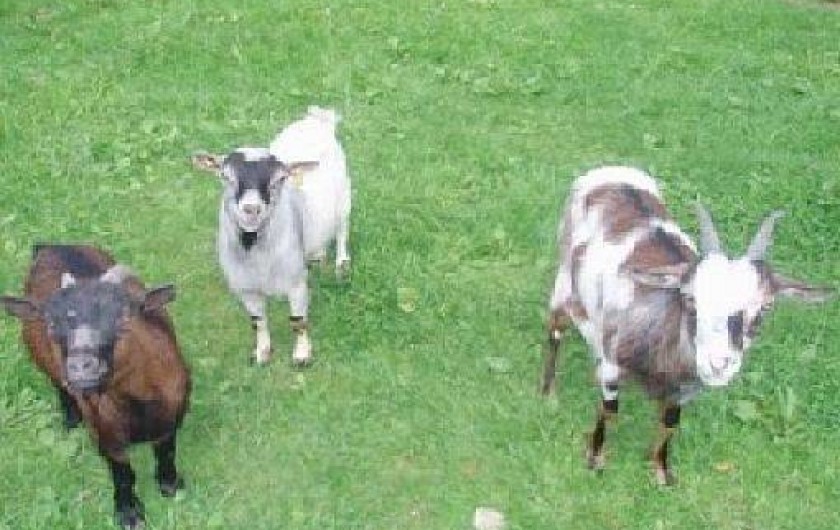 Location de vacances - Gîte à Vibeuf