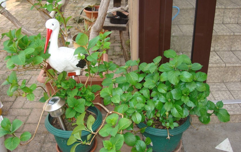 Location de vacances - Gîte à Colmar