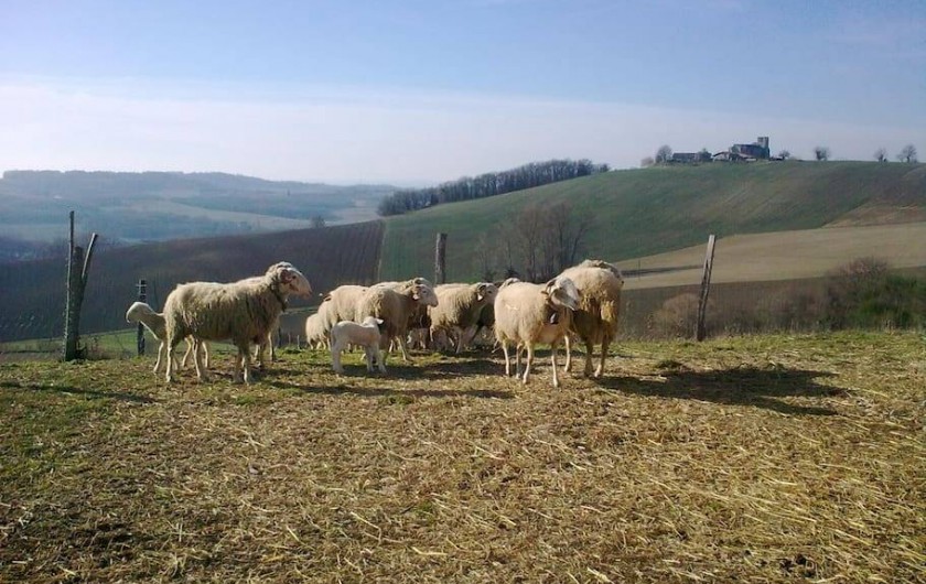 Location de vacances - Gîte à Grateloup-Saint-Gayrand