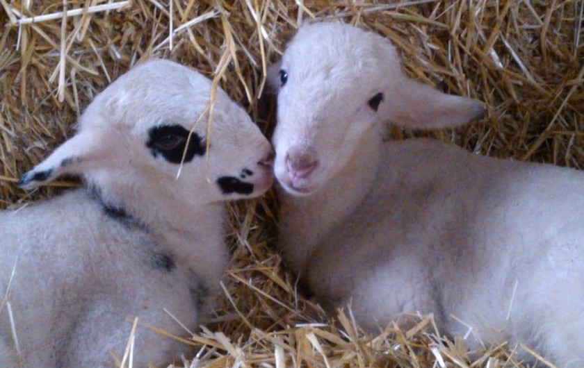 Location de vacances - Gîte à Grateloup-Saint-Gayrand