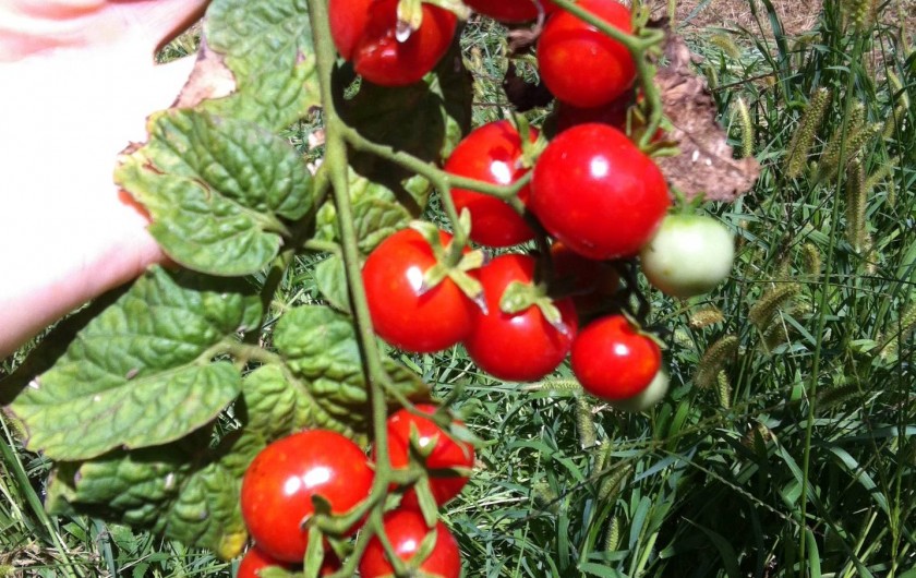 Location de vacances - Appartement à Cecina - notre tomates