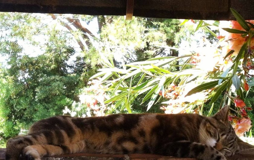 Location de vacances - Appartement à Cecina - notre chat