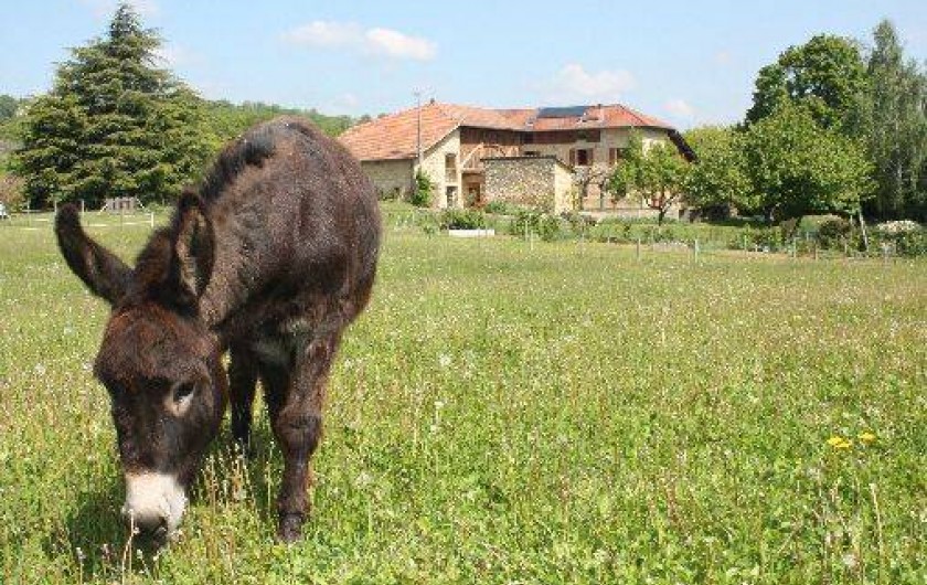 Location de vacances - Chambre d'hôtes à Saint-Lattier - l'âne Cacao dansson pré