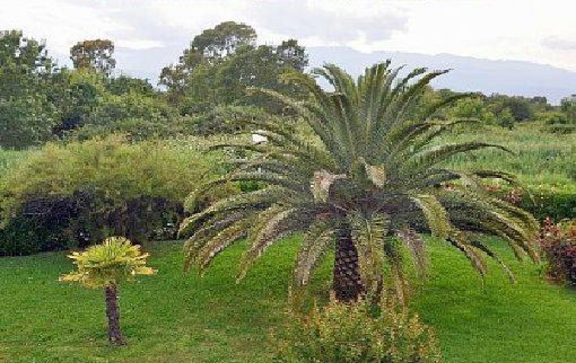 Location de vacances - Appartement à Ghisonaccia