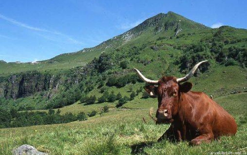Location de vacances - Gîte à Massiac