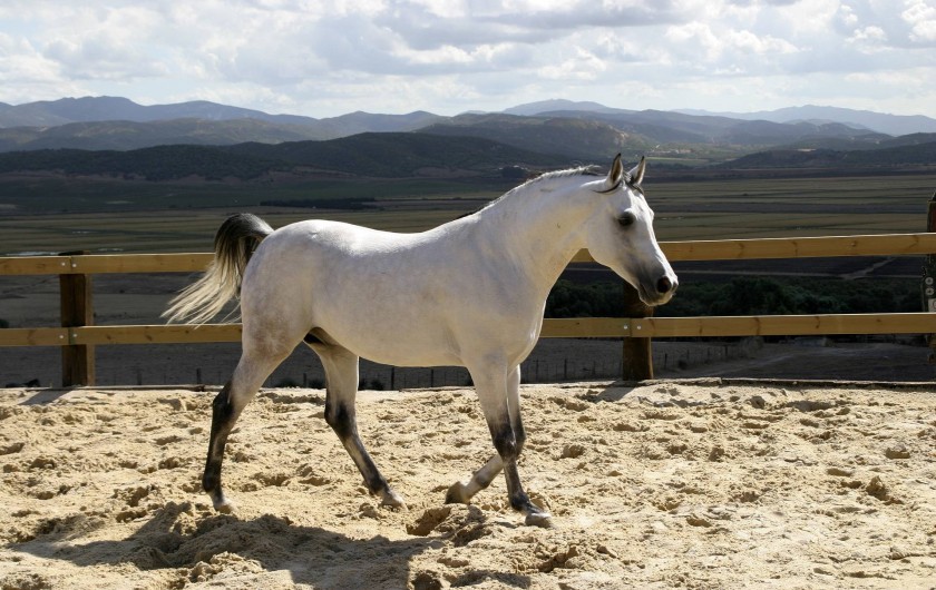 Location de vacances - Villa à Benalup-Casas Viejas - Equitation à 350 m