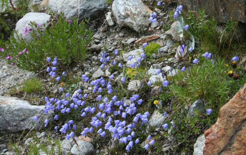 Location de vacances - Chalet à Mizoën - fleurs sur chemin de randonnée