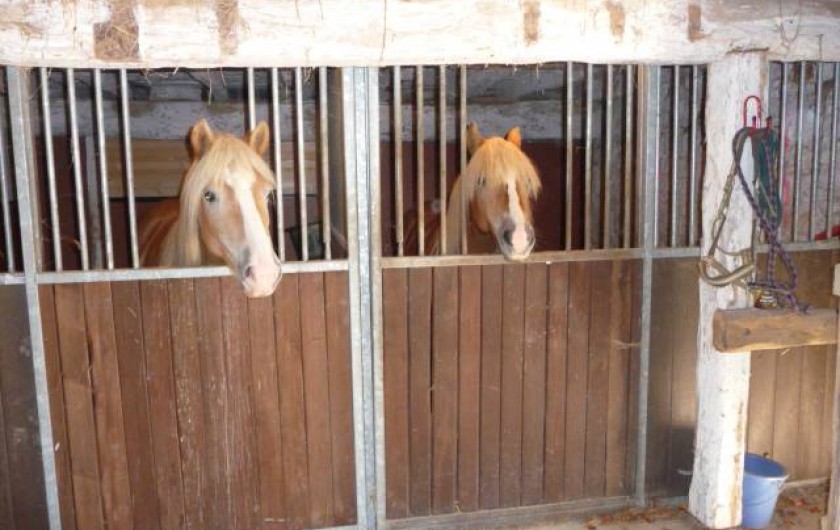 Location de vacances - Maison - Villa à Payrac - Les chevaux dans leurs boxes